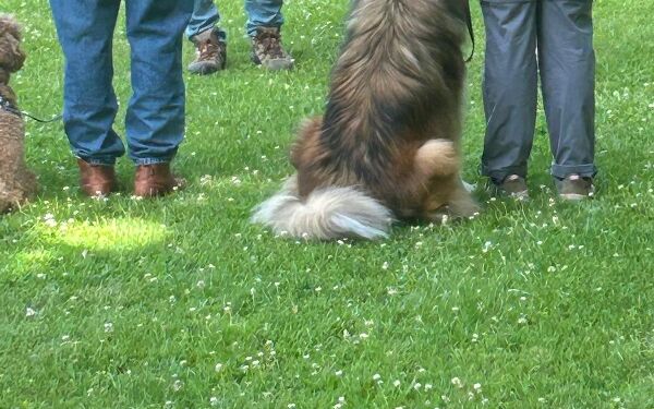 AIMG-20250614-WA0099 (2).jpg